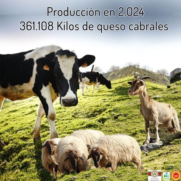 Datos de producción de queso cabrales en 2024